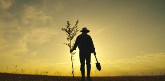 Silhouette of a person holding a young tree and a shovel against a sunset