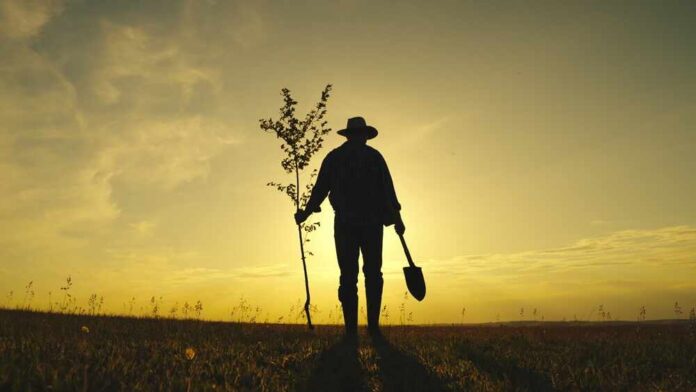 Silhouette of a person holding a young tree and a shovel against a sunset