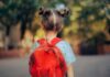 A young child with a red backpack seen from behind, standing outdoors