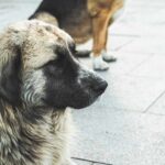 A close-up of a dog with a thick coat sitting on a pavement