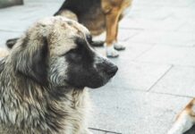 A close-up of a dog with a thick coat sitting on a pavement