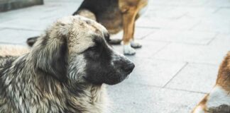 A close-up of a dog with a thick coat sitting on a pavement