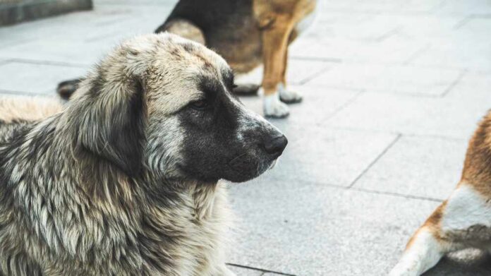 A close-up of a dog with a thick coat sitting on a pavement