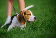 beagle