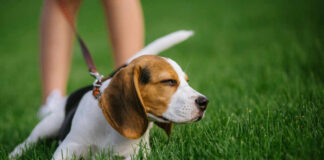 beagle