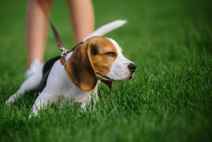 beagle