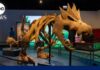 Pokémon Fossil WOWS Chicago – First Outside Japan This museum exhibit features Pokémon and real fossils