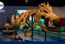 This museum exhibit features Pokémon and real fossils