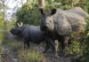 Two rhinoceroses standing in a forested area