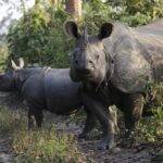 Two rhinoceroses standing in a forested area