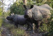 Two rhinoceroses standing in a forested area