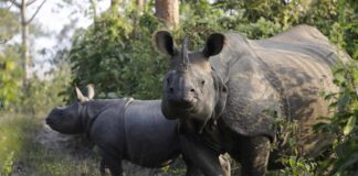 Two rhinoceroses standing in a forested area
