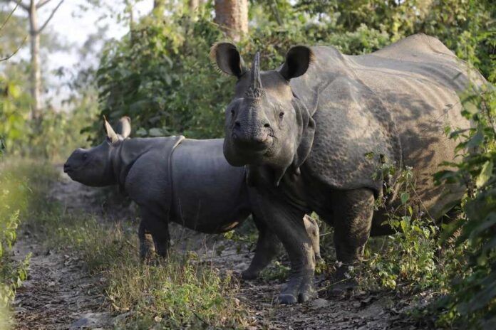 Two rhinoceroses standing in a forested area