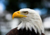 Bald eagle with yellow beak and sharp eyes