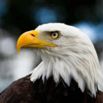 Bald eagle with yellow beak and sharp eyes