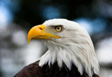 Bald eagle with yellow beak and sharp eyes