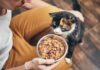 Indoor Cats, Big Fines: Britain’s New Squeeze calico cat sniffing a bowl of wet food held by a person