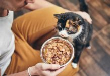 calico cat sniffing a bowl of wet food held by a person