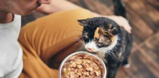 calico cat sniffing a bowl of wet food held by a person