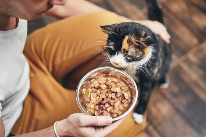 calico cat sniffing a bowl of wet food held by a person
