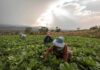 Farm workers harvesting leafy greens in a field at sunset