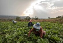 Farm workers harvesting leafy greens in a field at sunset