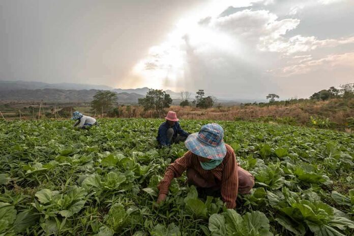 Farm workers harvesting leafy greens in a field at sunset