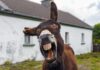 Donkey yawning with mouth open in front of a rural house