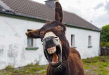 Donkey yawning with mouth open in front of a rural house