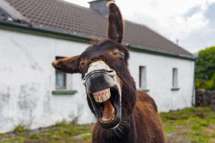 Donkey yawning with mouth open in front of a rural house